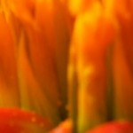 Cropped Orange